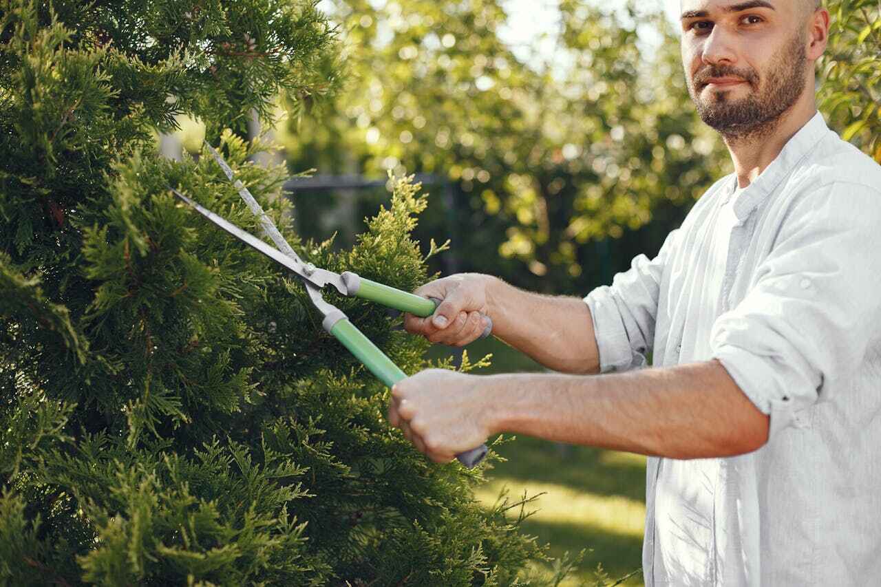 Best Professional Tree Care  in USA